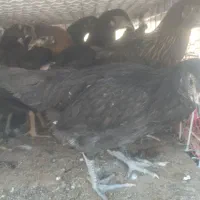 جوجه محلی سلطان جوجه رنگی بلدرچین|حیوانات مزرعه|کوخرد هرنگ, |دیوار