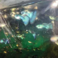 کت پوزه بوته ای گوپی گرین مسکو