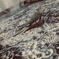 عروس هلندی