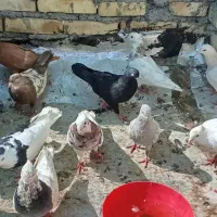 چند عدد کبوتر|پرنده|اهواز, زرگان|دیوار