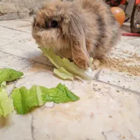 خرگوش لوپ شیطون و بازیگوش