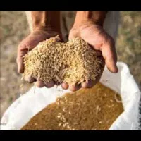فروش جو گندم