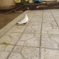 کبوتر یا کفتر دم سیاه