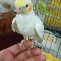 عروس هلندی لوتینو|پرنده|قرچک, شهرک طلائیه|دیوار