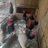 خروس لری