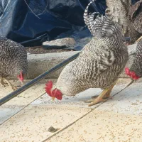 تخم نطفه دار آمروک آمریکایی