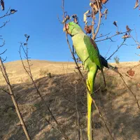 شاه طوطی گمشده