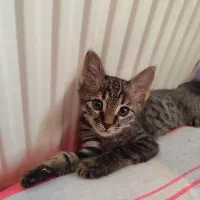 واگذاری گربه|گربه|صدرا-فارس, فاز ۲|دیوار