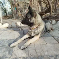 ژرمن مالینویز