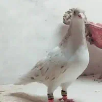 فروش تعدادی شیخی، سیاه، قزوینی ، چادری|پرنده|سراب, |دیوار