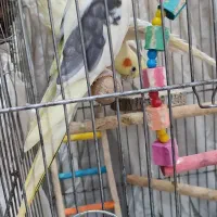 عروس هلندی جفت نر و ماده|پرنده|بندر انزلی, نیمه شعبان|دیوار