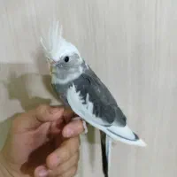 عروس هلندی نر دستی