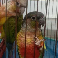 طوطی . گیرینجک