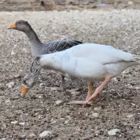 غاز|حیوانات مزرعه|خورموج, |دیوار