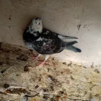 3تا ماده پلاکی|پرنده|شیراز, پادگان ولیعصر|دیوار