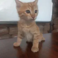 گربه همراه ۳ عدد بچه گربه