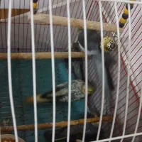 عروس نروماده و۲عددجوجه۱ماهه|پرنده|صومعهسرا, |دیوار