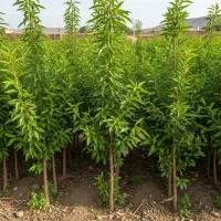 حراج نهال بادام ، الان بخرید، سال بعد برداشت کنید|گل و گیاه طبیعی|اشنویه, |دیوار