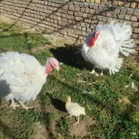 بوقلمون اورگانیک گوشتی