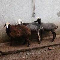 سه راس بره گوسفند ماده نژاد شال دوقلوزا شیشک