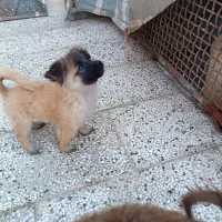 سلام سگ های پامرا|سگ|شاندیز, |دیوار