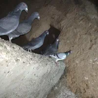 کبوتر مسافتی|پرنده|موچش, |دیوار