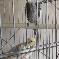 جوجه عروس هلندی|پرنده|پاکدشت, پاکدشت (مامازند)|دیوار