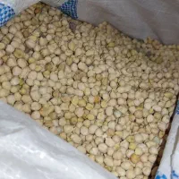 نخود ریز بش|خوردنی و آشامیدنی|شیراز, لاله|دیوار