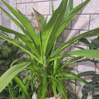 گل وگیاه|گل و گیاه طبیعی|داران, |دیوار