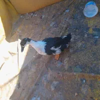 اردک ماده تخم گذار