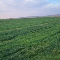 اجاره زمین آبی برقی لوله کشی بارانی