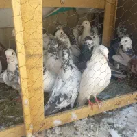 کفتر پرشی|پرنده|تهران, فلاح|دیوار