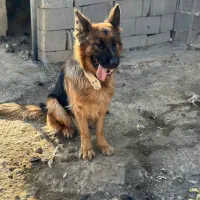 واگذاری|سگ|بیضا, |دیوار