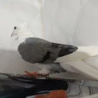 کبوتر و کفتر ماده مست .پشت سبز