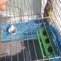 سهره نر|پرنده|هرسین, |دیوار