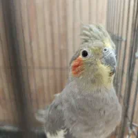 نر و ماده و جفت مولد صد درصد سالم و باکیفیت|پرنده|قم, سالاریه|دیوار