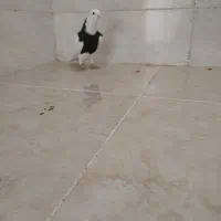 نر طوق سیا|پرنده|شوشتر, |دیوار