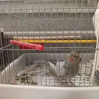 عروس هلندی نر و ماده جفت|پرنده|شیراز, گلشن|دیوار