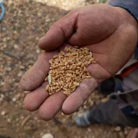 گندم آبی