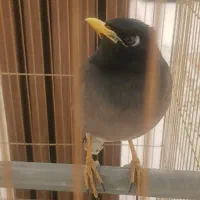 مینا سخنگو|پرنده|قم, باجک سه|دیوار