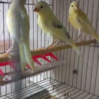 ۳۰ عدد جوجه قناری|پرنده|تهران, ترمینال غرب|دیوار
