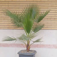 درختچه پالم|گل و گیاه طبیعی|رباط‌کریم, رباط‌کریم|دیوار