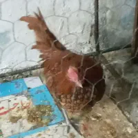 خر‌وس سبرایت|حیوانات مزرعه|تهران, ارجمندی راد|دیوار