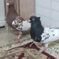 میلمنز و کله سیاه