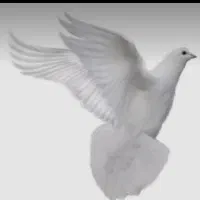کبوتر فروشی