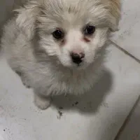 سگ پامرانین|سگ|قم, ولیعصر|دیوار