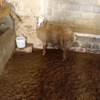 بره قوچ هترو سرحال