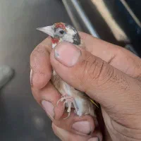 ۳تاسهره باهم ۴تومن