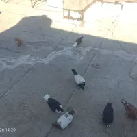 کبوترجوجه نر رنگی
