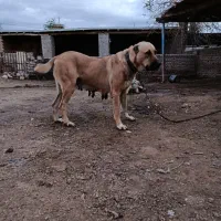 سگ آلابای ماده نوه نادیر ودختر بوسر|سگ|تهران, شهرک شریعتی|دیوار